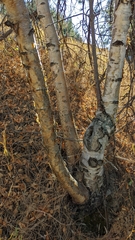 Betula papyrifera