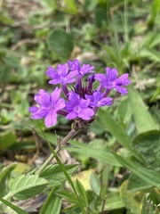 Verbena rigida