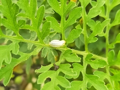 Zygogramma bicolorata