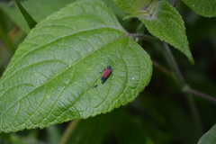 Cardioscarta flavifrons
