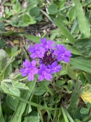 Verbena rigida