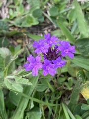 Verbena rigida