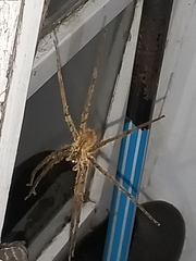 Lycosoidea