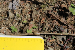 Euhexomyza schineri