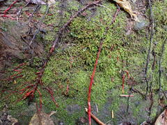 Jungermannia rubra