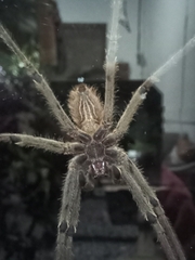 Lycosoidea