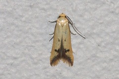Tachystola hemisema