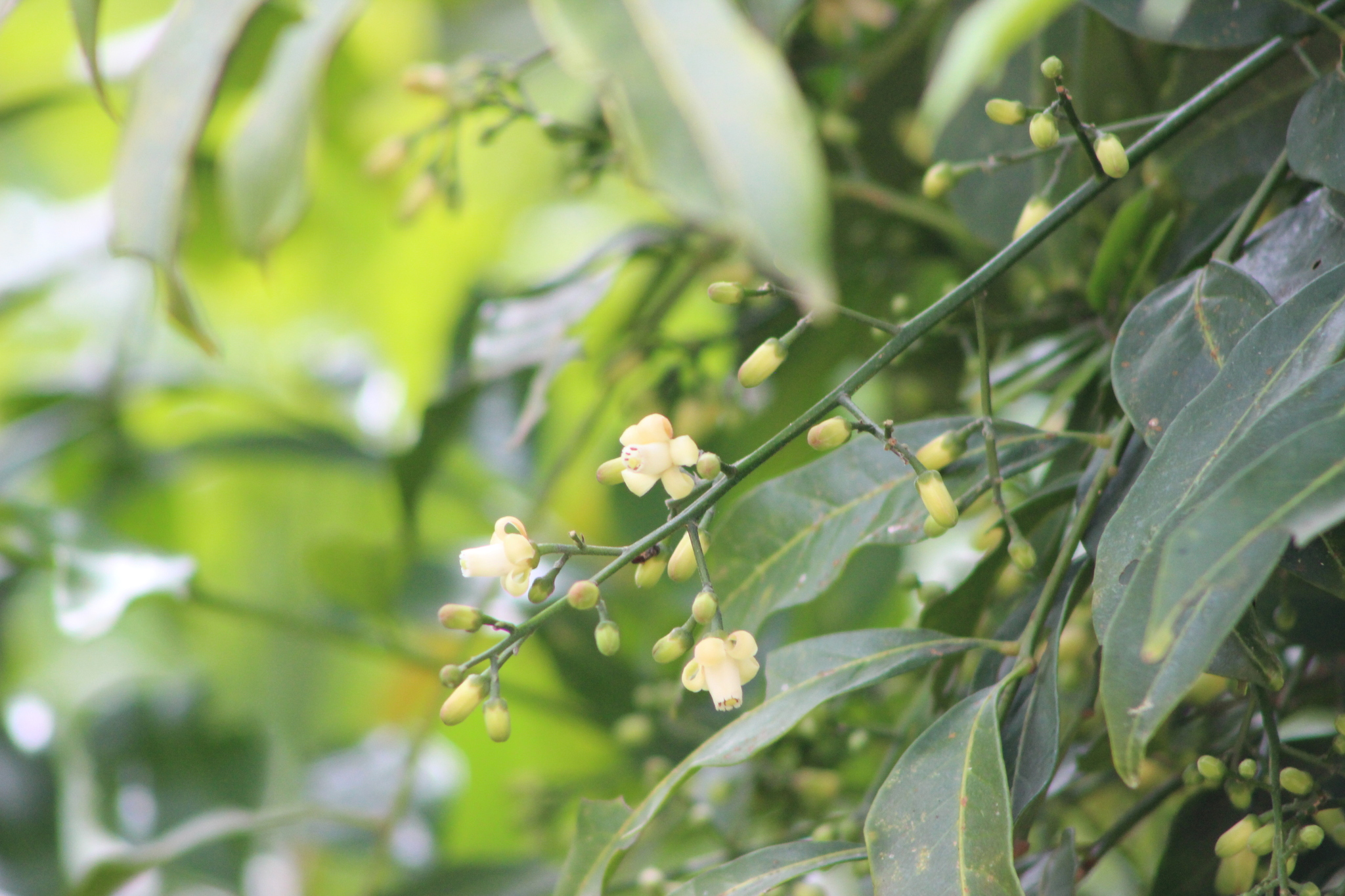 Cabralea canjerana