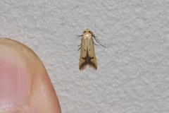 Tachystola hemisema