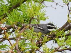Microspingus torquatus