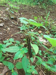 Theretra oldenlandiae