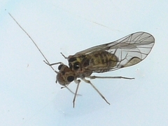 Blastopsocus lithinus