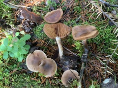 Cortinarius aptecohaerens