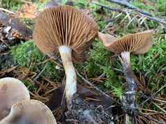 Cortinarius aptecohaerens