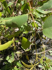 Eucalyptus microcarpa