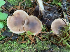 Cortinarius aptecohaerens