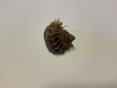 Monoplex parthenopeus