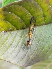 Spaminta minjerribae