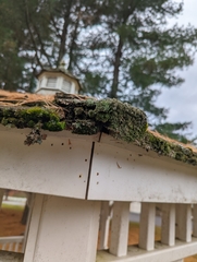 Orthotrichum diaphanum