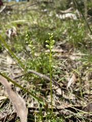 Microtis arenaria