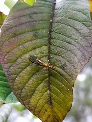 Spaminta minjerribae