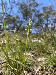 Microtis arenaria