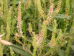 Lepidium