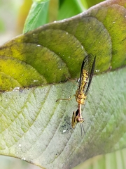 Spaminta minjerribae