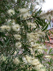 Melaleuca