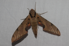 Protambulyx strigilis