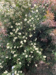 Melaleuca