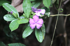 Brunfelsia