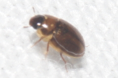 Enochrus