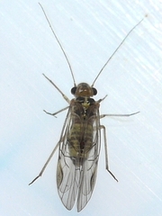 Blastopsocus lithinus