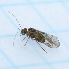Blastopsocus lithinus