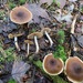 Cortinarius fulvescens - Photo (c) Alfredo Justo, some rights reserved (CC BY-NC), uploaded by Alfredo Justo
