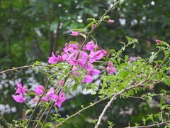 Bougainvillea glabra