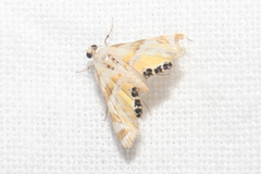 Argyractis