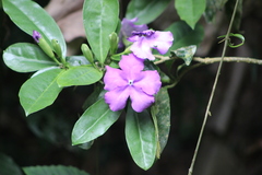 Brunfelsia