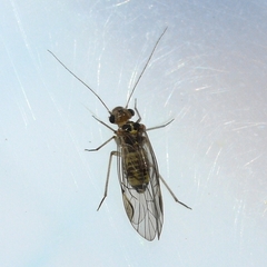 Blastopsocus lithinus