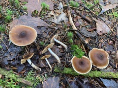 Cortinarius fulvescens