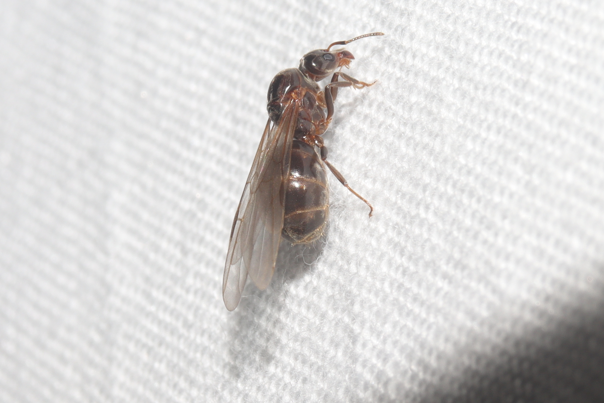 Azteca trigona