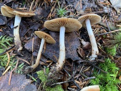 Cortinarius fulvescens