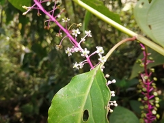 Phytolacca rivinoides