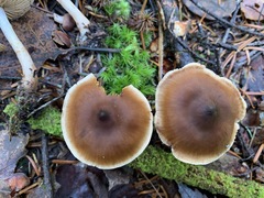 Cortinarius fulvescens