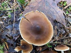 Cortinarius fulvescens