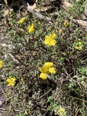Hibbertia crinita