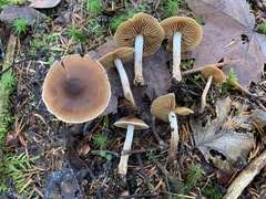 Cortinarius fulvescens