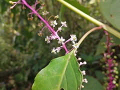 Phytolacca rivinoides