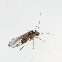 Blastopsocus lithinus